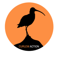 Curlew Action
