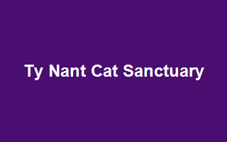 Ty Nant Cat Sanctuary