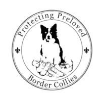 Protecting Preloved Border Collies